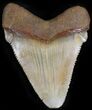 Chubutensis Tooth From NC - Megalodon Ancestor #25365-1